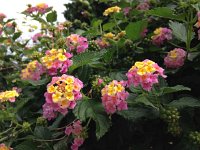 IMG 3194 (1)  Lantana